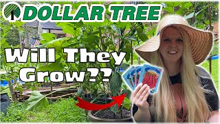 Dollar Tree Garden Seeds | Budget Garden
