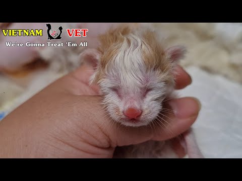 What is the special thing of a baby newborn kitten – Animal Vet clinic