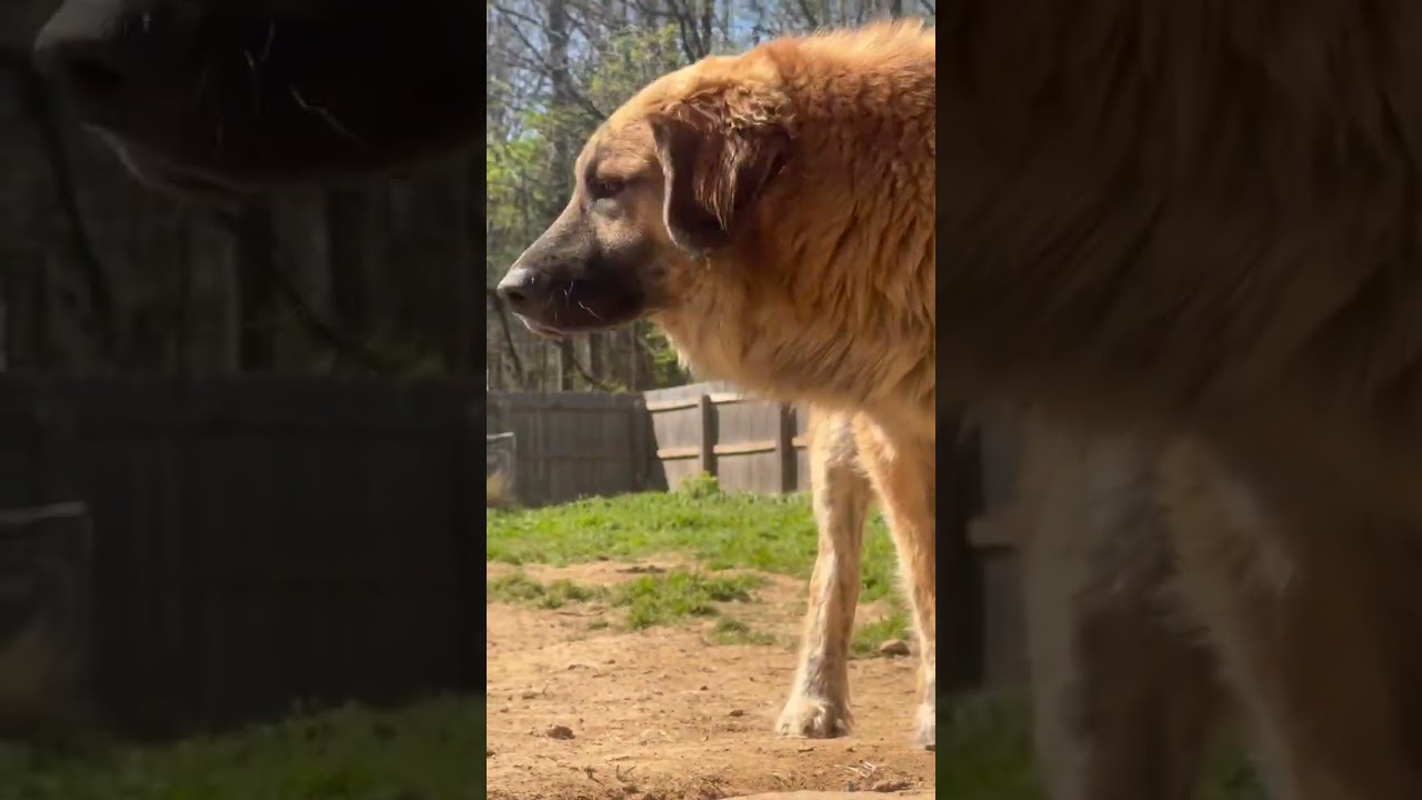 Enlarge Steve & Robin in TN - Love Belly Rubs, a Adoptable mixed breed in Jackson, TN video 4/4