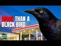 5 Things You Didn't Know About Grackles!