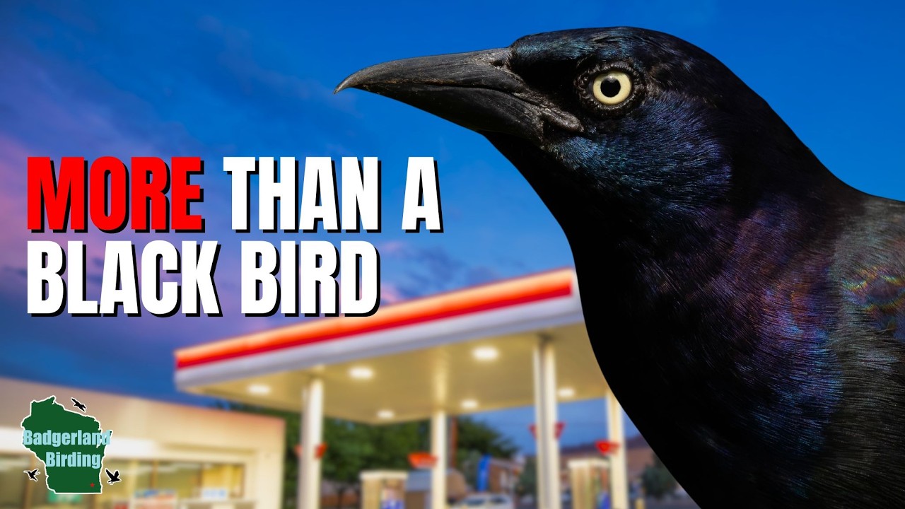 5 Things You Didn't Know About Grackles!