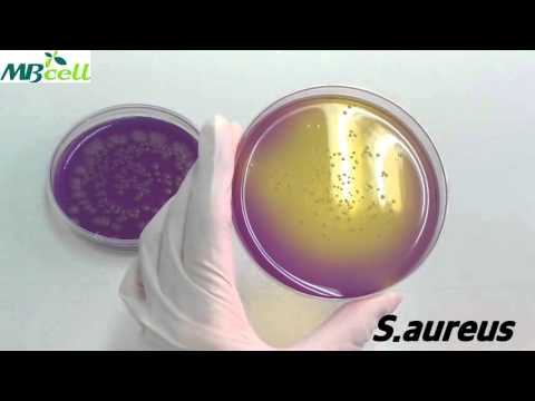 Dextrose Tryptone Agar