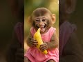 Monkey Laughing Laughing Video Baby Monkey Laughing Video Monkey Cute Laugh