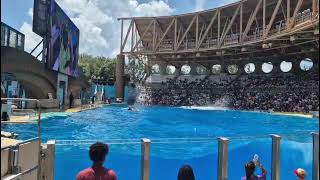 Orca Encounter - SEA WORLD - Orlando