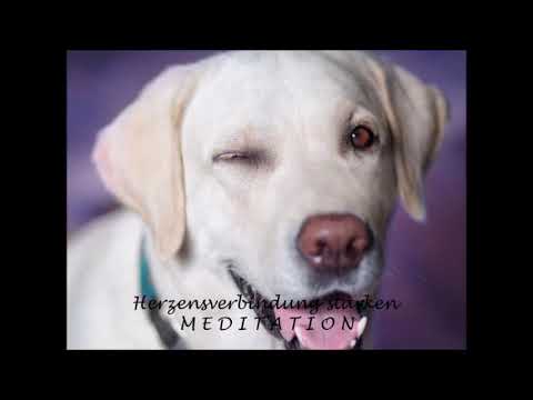 Herz zu Herzverbindung zu deinem Tier: Eine Meditation zur Tierkommunikation
