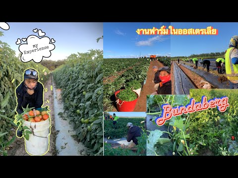 , title : 'งานฟาร์มในออสเตรเลีย Ep.3 เมืองบันดาเบิร์ก: Strawberry, Zucchini, Tomato, Capsicum, Green bean {MP7}'