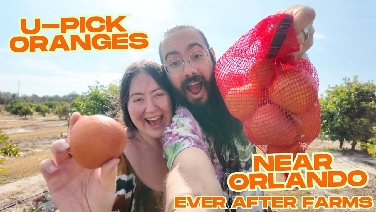 Picking Oranges for the First Time 🍊 Ever After Farms U-Pick Near Orlando