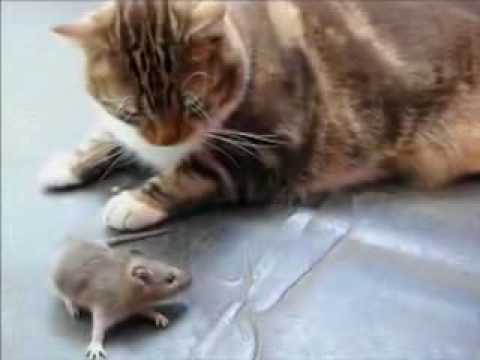 貓驚 老鼠 ?