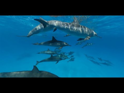 Voyage au milieu des dauphins