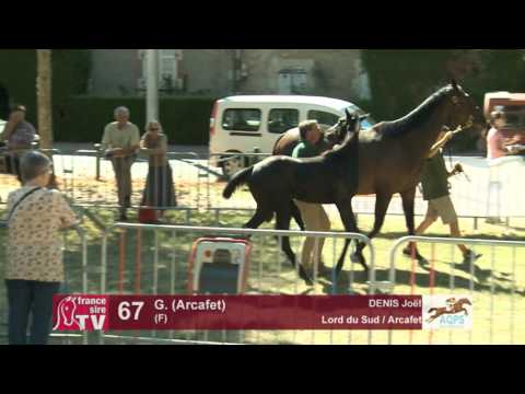 Decize 2016 : Lot 67 - N (Arcafet 2016)