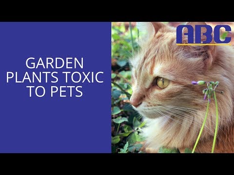 Plants Poisonous to Dogs and Cats | Animal Behavior College