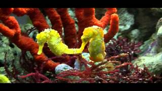 Sea Horses Courtship -  Music Of Paul Collier  - Slow down