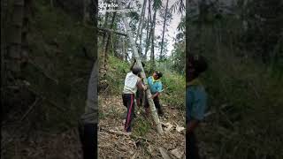 Download lagu pejuang bambu petung super mp3 Download lagu pejuang bambu petung super mp3