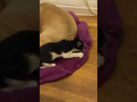 download lagu mp3 mp4 Baxter Dog Bed, download lagu Baxter Dog Bed gratis, unduh video klip Baxter Dog Bed