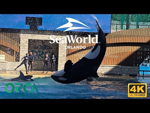 🎥 Orca Encounter Full Show | Killer Whales at SeaWorld Orlando 2025 | 4K