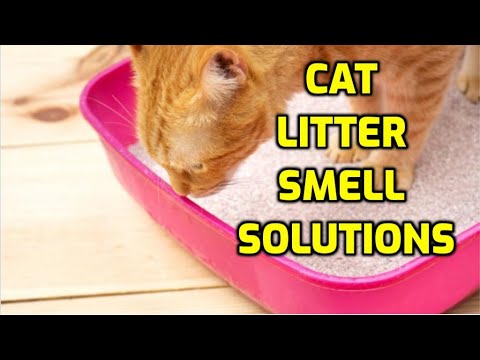 What Is The Best Cat Litter To Use For Odor Control?
