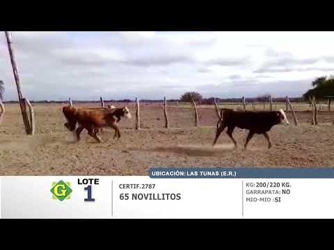Lote 65 Novillitos en Las Tunas