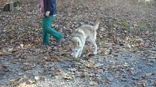 Video preview image #1 Wolf Hybrid Puppy For Sale in POWELL, TN, USA