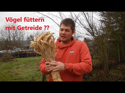 Kleines Waldlexikon (5) - Vögel füttern mit Getreide (??)
