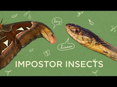 Nature's Masters Of Disguise | Maddie About Science