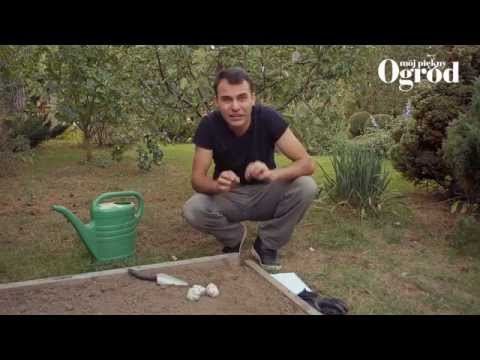 Najlepiej opinii potencji Suplementy diety dla potencji nie są w aptekach