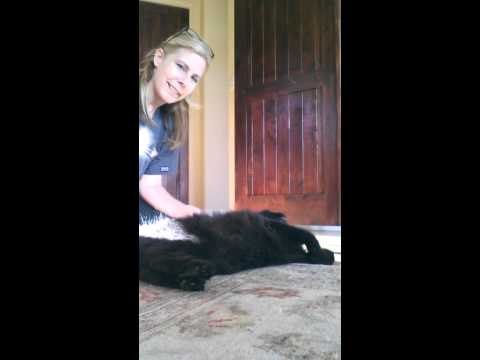 Crystal the Pet Nanny. LLC video.