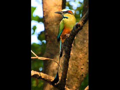 ORQUESTA NUEVA SENSACION EL INGLESITO EL SALVADOR