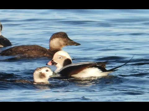 Common Scoter (Melanitta nigra) and Long-tailed Duck (Clangula hyemalis) - Svartand og Havelle