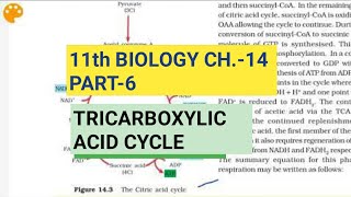 Class 11 Biology|Ch.-14 |Part-6||Tricarboxylic Acid Cycle||Study with Farru