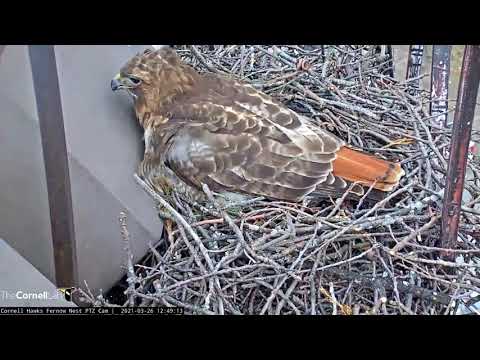 Cornell Red tailed Hawks Live Cam   #CornellHawks   Cornell Lab   2021 03 26 Big Red lays first egg