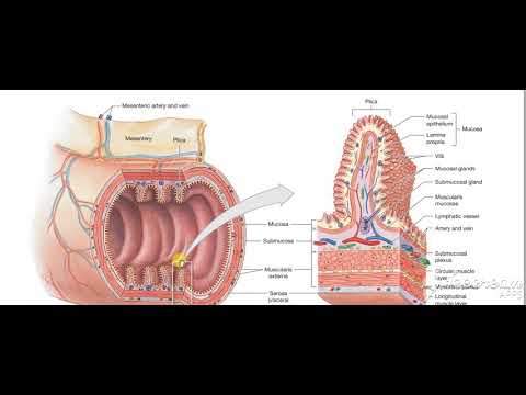 Digestive Tract Histology