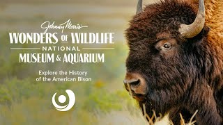 The Bison: An American Icon with JOHNNY MORRIS' WONDERS OF WILDLIFE NATIONAL MUSEUM & AQUARIUM