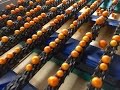 Oranges Sorted and Packed