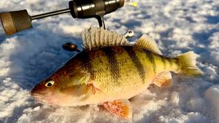 I found the JUMBO PERCH! Ice Fishing this BIG Lake!