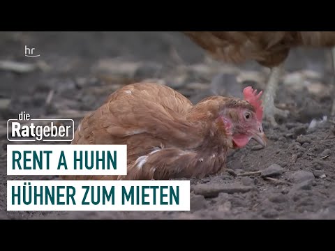 Own chickens for rent? | the counselors