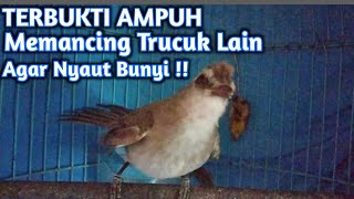 Download lagu Pancingan Trucukan Muda Gacor Paling Banyak Di Cari Ampuh Memancing Trucuk Malas Bunyi mp3 Download lagu Pancingan Trucukan Muda Gacor Paling Banyak Di Cari Ampuh Memancing Trucuk Malas Bunyi mp3