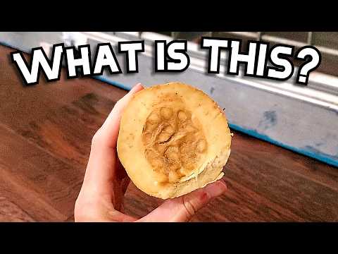 I found an interesting FRUIT in Puerto Rico