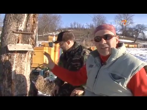 Natură şi aventură - Vânătoare de albine sălbatice iarna în Călimani (@TVR2)