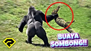 Download lagu KARMA OF ARROGANT CROCODILE, CHOOSING THE WRONG OPPONENT!! 😱 IMMEDIATELY GIVEN AN UNDERSTANDING!! mp3