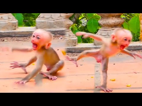 Was the baby monkey angry with his mother? He threw a tantrum and did a crazy dance.