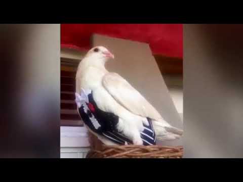 What's Holly wearing? Holly the pigeon modeling 2018 Flypers fashion