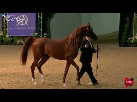 N.101 EVEREST SA - LAS VEGAS 2019 - Arabian World Cup Junior StallionsGeldings ATH (Class 106).mp4