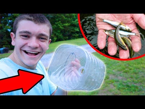 $1 HOMEMADE MINNOW TRAP! (It Actually Works!)
