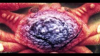 Ween - Mutilated Lips