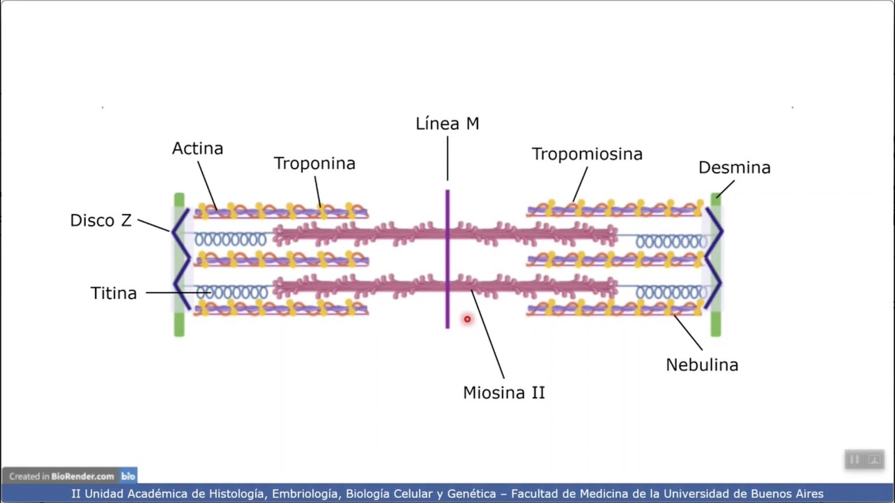 VIDEHISTO #16 | Tejido muscular - Sarcómero