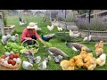 Essential Steps For Organic Chicken Raising From Chicks To Eggs Garden Harvest Cook Healthy Meal