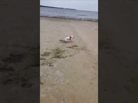 #dog #viralvideo #amazing #happiness #doglover #youtubeshorts #socialmedia #treding