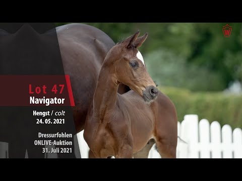 Onlive-Auktion Dressurfohlen Lot 47 Navigator Hengst v. Negro - Fürst Romancier