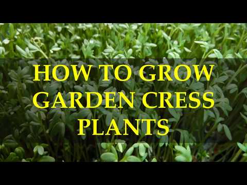 HOW TO GROW GARDEN CRESS PLANTS