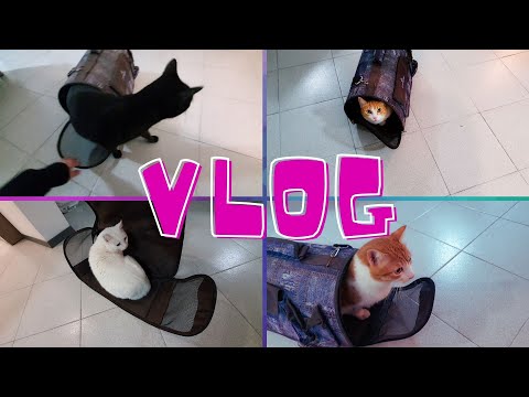 TRASLOVLOG - REAZIONE DEI GATTI NELLA NUOVA CASA - vlog giovedì 14 ottobre 2021